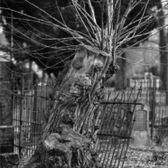Fotografie von Hilmar Sundermann in Schwarz-Weiß. Alter schräger Baumstumpf mit neuen Trieben auf dem Alten Friedhof Gildkamp in Nordhorn. Im Hintergrund verfallene Metallzäune und Grabsteine.