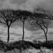 Fotografie von Hilmar Sundermann in surrealer Schwarz-Weiß-Bearbeitung. Vier kahle Windflüchter auf einer Düne vor bewölktem Himmel.