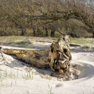 Fotografie von Hilmar Sundermann. Am Strandwall liegender verwitterter Baumstamm mit knorriger Wurzelpartie. Im Hintergrund kahle Bäume vor Wald.