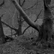 Fotografie von Hilmar Sundermann in surrealer Schwarz-Weiß-Bearbeitung. Knorrige Baumstämme mit kahlen Ästen auf dem Turmhügel „Poarschebarg“ bei Neuenhaus.