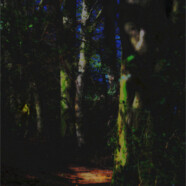 Fotografie von Hilmar Sundermann in surrealer Bearbeitung mit dunkler Grundstimmung und wenigen hellen Farben. Waldweg über laubbedeckte Lichtung, umgeben von hohen Buchen. Auf Bäumen und Boden tiefe Schatten und kontrastierende Lichtflecken.