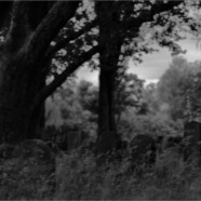 Fotografie von Hilmar Sundermann in Schwarz-Weiß. Große Bäume und Grabsteine im Gras auf dem verwilderten jüdischen Friedhof von Bonn-Schwarzrheindorf.