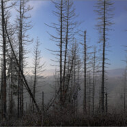 Fotografie von Hilmar Sundermann. Blick durch abgestorbene Fichten auf neblige Berglandschaft mit Brocken unter heiterem Himmel.