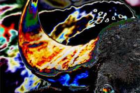 Fotografie von Hilmar Sundermann in surrealer Bearbeitung. Nahaufnahme eines Wasserbüffels mit großem orange-gelben Horn und leuchtendem Auge.