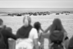 Fotografie von Hilmar Sundermann in Schwarz-Weiß-Bearbeitung. Im Vordergrund mehrere unscharf abgebildete Personen mit Blick über einen schmalen Priel zur einer großen Gruppe von dicht beieinander liegenden Robben auf den Sänden im Watt dahinter.
